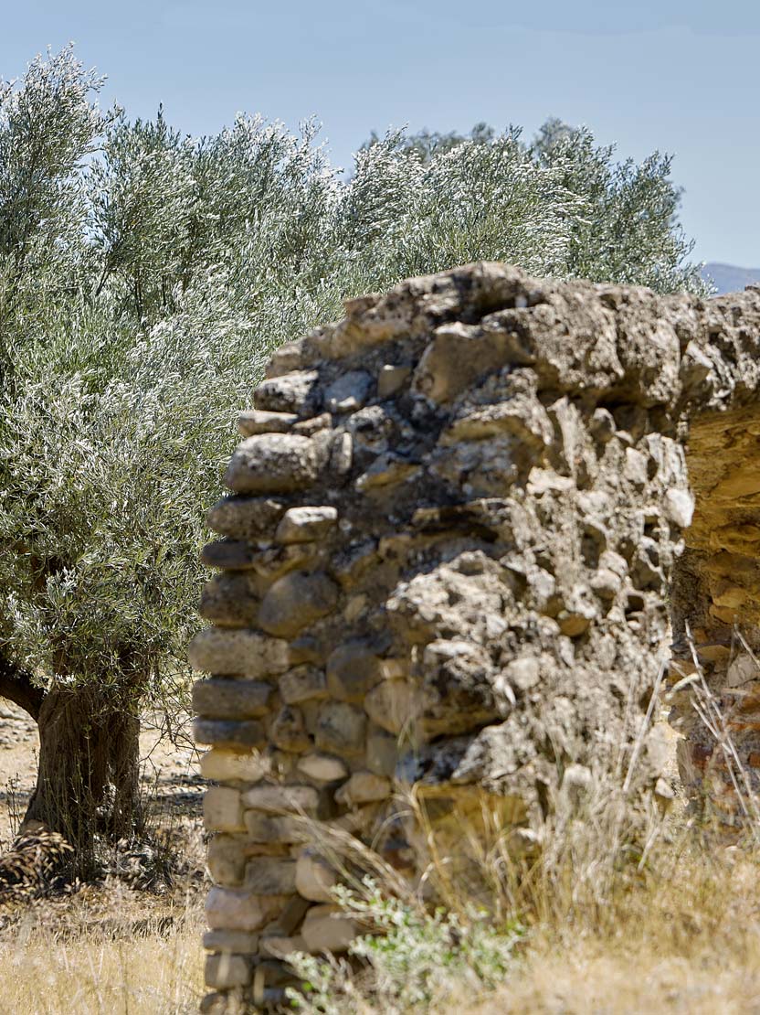 Οικογένεια, Ένας οικογενειακός ελαιώνας Οικογένεια, Ένας οικογενειακός ελαιώνας