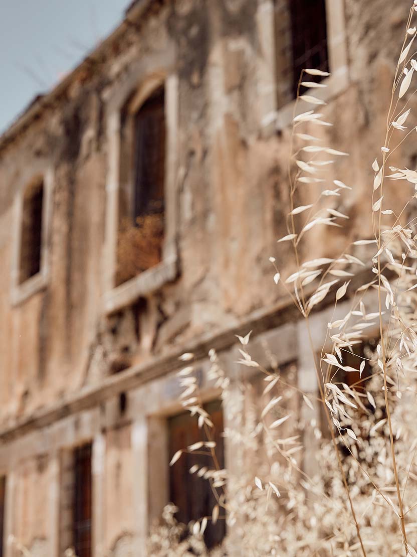 Οικογένεια, Ένας οικογενειακός ελαιώνας Οικογένεια, Ένας οικογενειακός ελαιώνας
