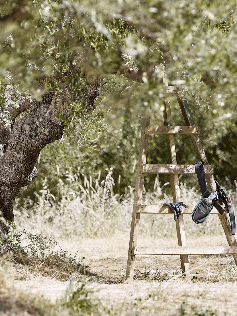 Profile, The man behind the olive oil Ο άνθρωπος πίσω από το ελαιόλαδο