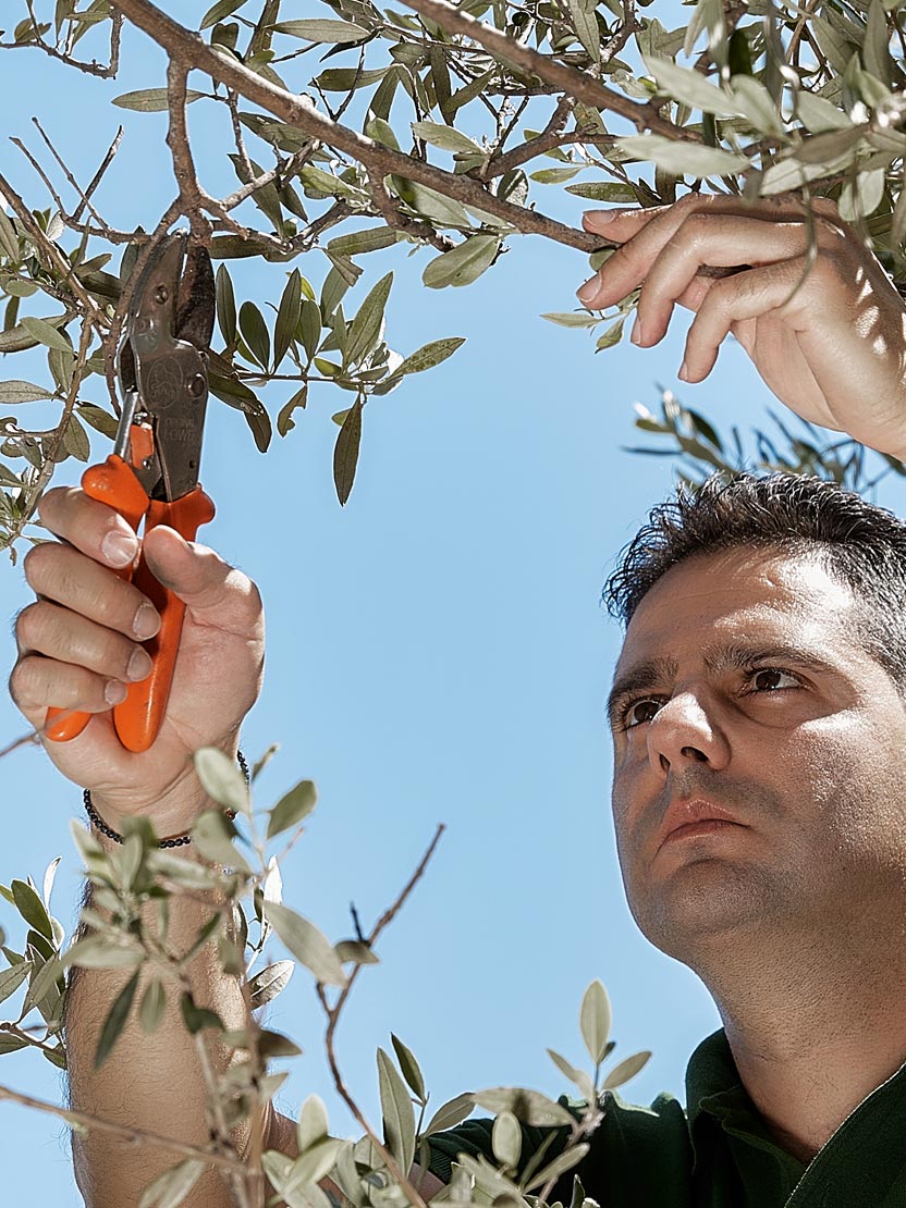 Profile, The man behind the olive oil Προφίλ, Ο άνθρωπος πίσω από το ελαιόλαδο