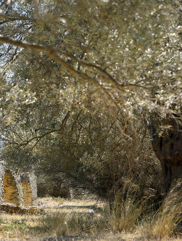 Seven Olea Seven Olea